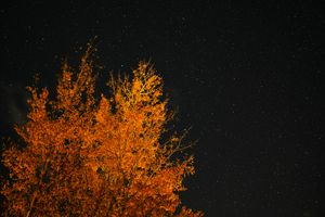 Meteorological vs Astronomical Fall: Which Wins?
