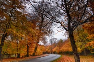 The Upside-Down Autumn: Daydreaming of a Southern Hemisphere Fall